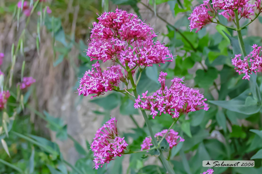 Centranthus ruber