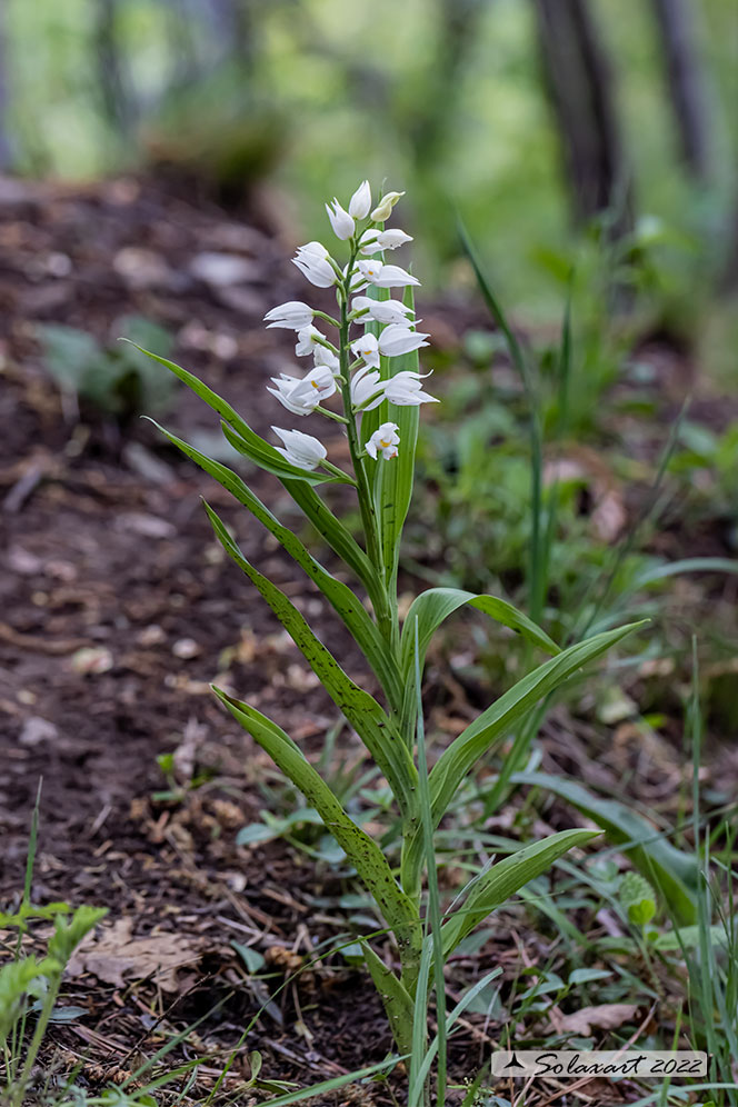 Cephalanthera longifolia - Cefalantera maggiore