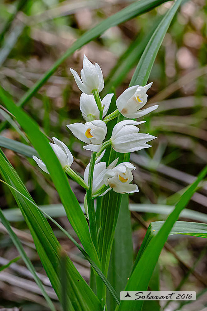 Cephalanthera longifolia - Cefalantera maggiore