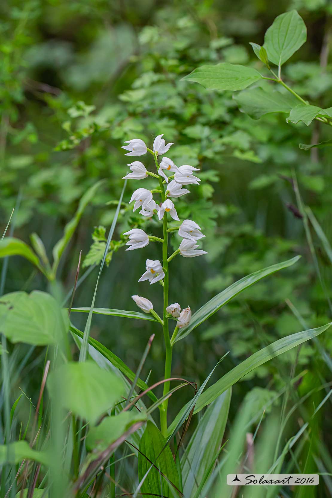 Cephalanthera longifolia - Cefalantera maggiore