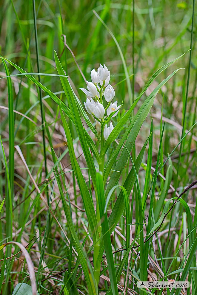 Cephalanthera longifolia - Cefalantera maggiore