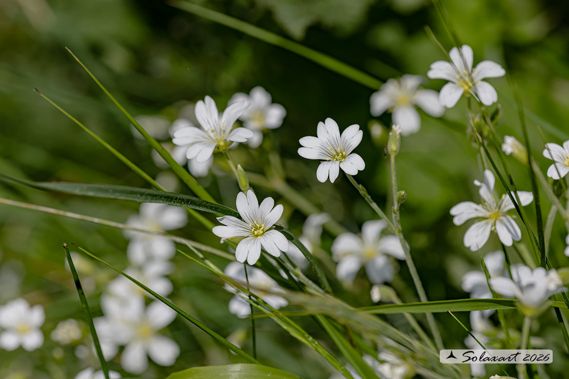 Cerastium arvense - Peverina a foglie strette