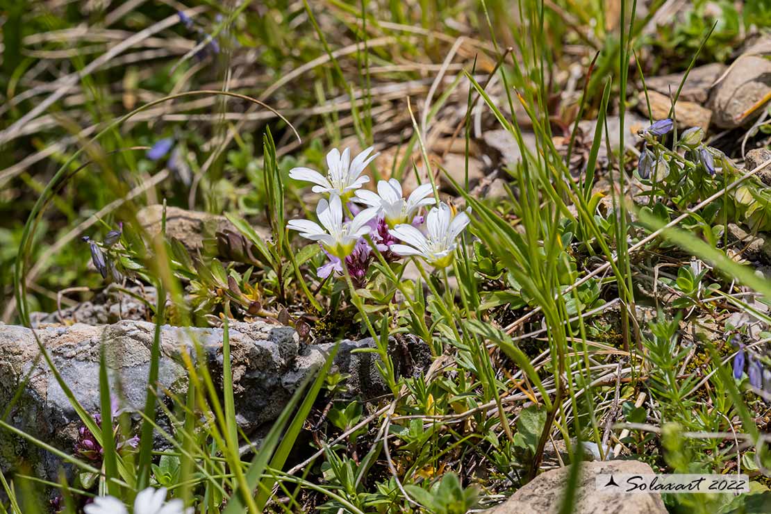 Cerastium arvense - Peverina a foglie strette