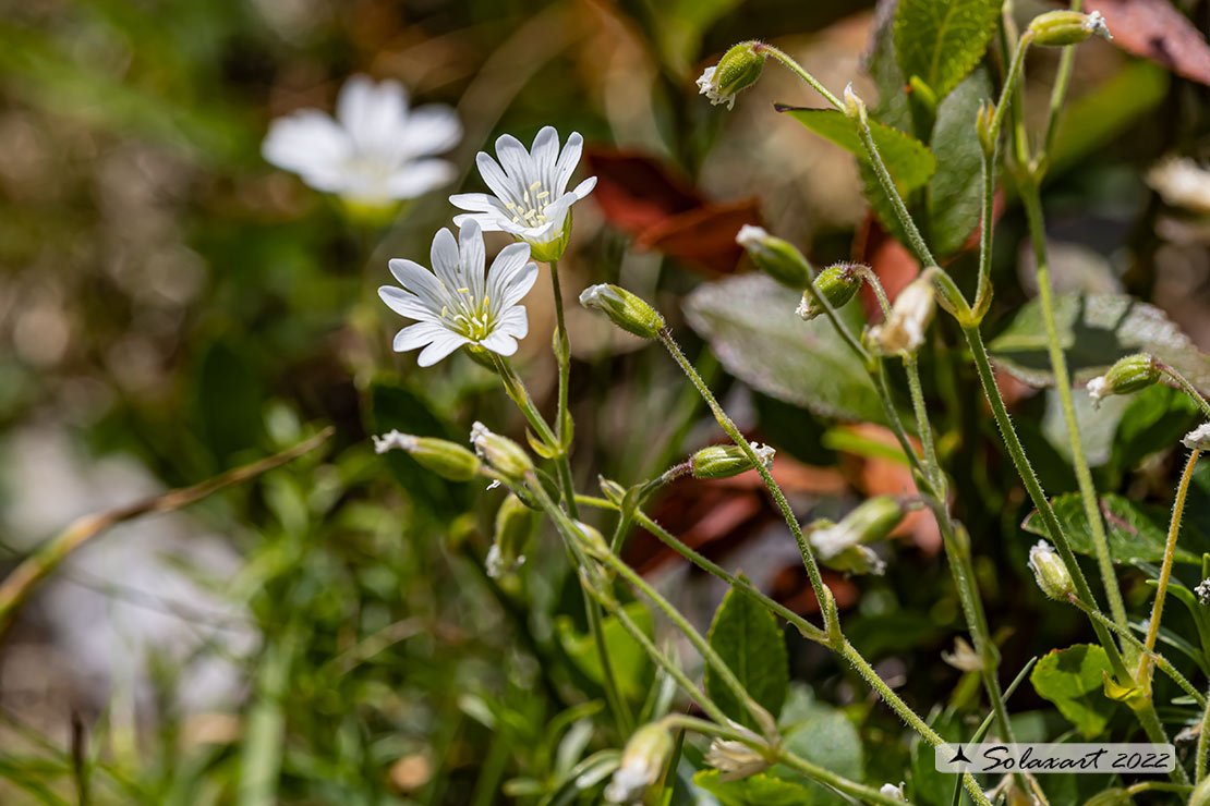 Cerastium arvense - Peverina a foglie strette