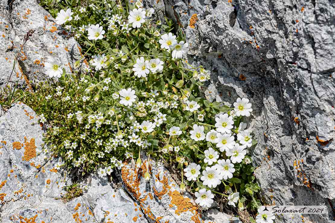 Cerastium latifolium - Peverina latifoglia