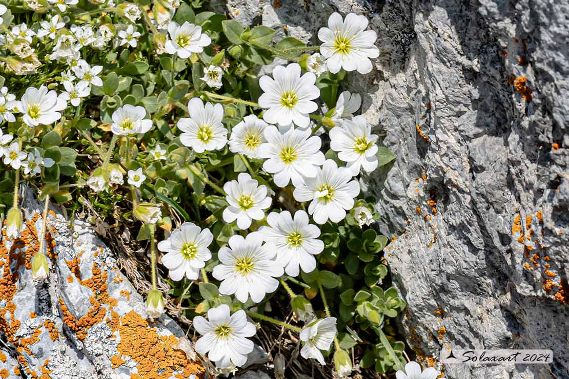 Cerastium latifolium - Peverina latifoglia
