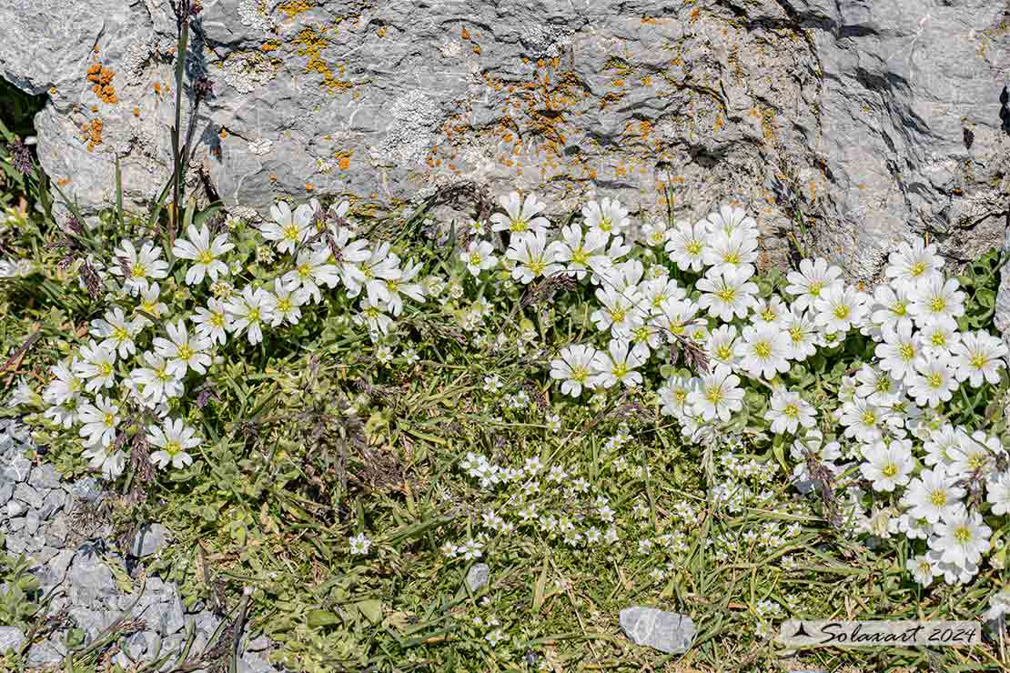 Cerastium tomentosum - Peverina tomentosa