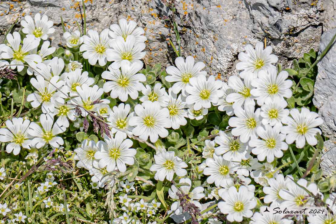 Cerastium tomentosum - Peverina tomentosa