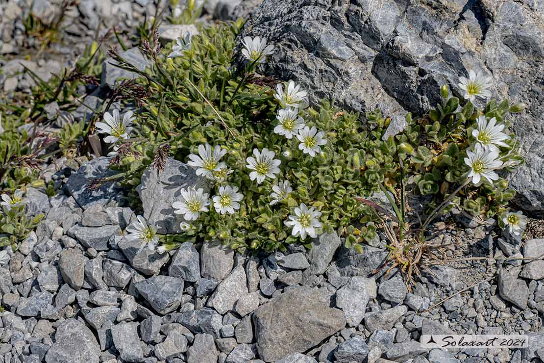 Cerastium uniflorum - dei ghiaioni
