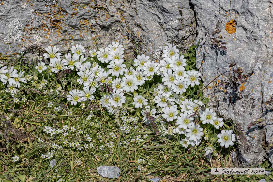 Cerastium uniflorum - dei ghiaioni