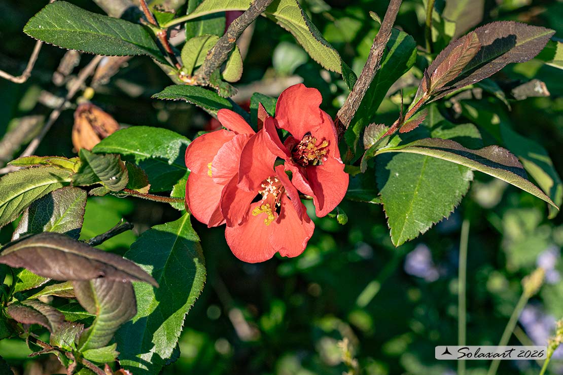 Chaenomeles japonica - Cotogno giapponese”