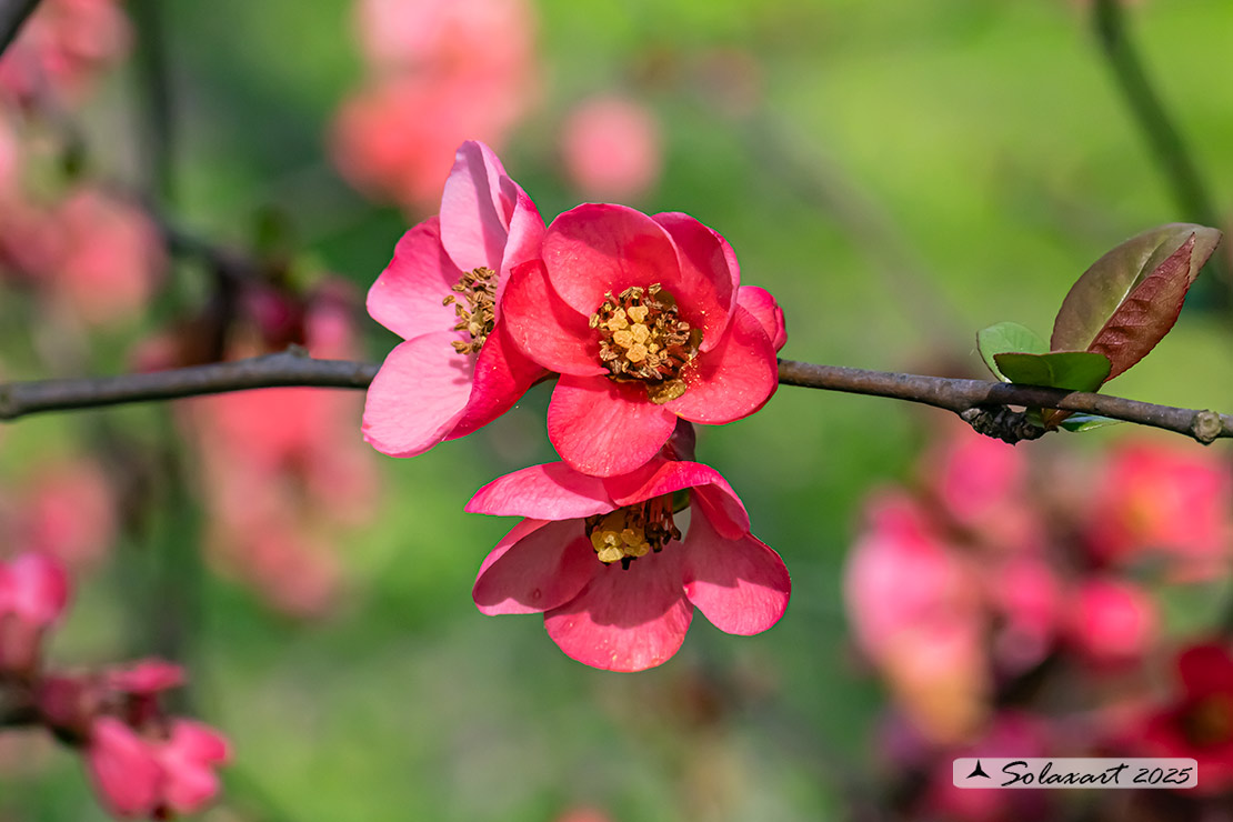 Chaenomeles speciosa - Cotogno splendido