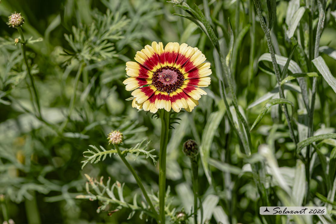 Chrysanthemum carinatum