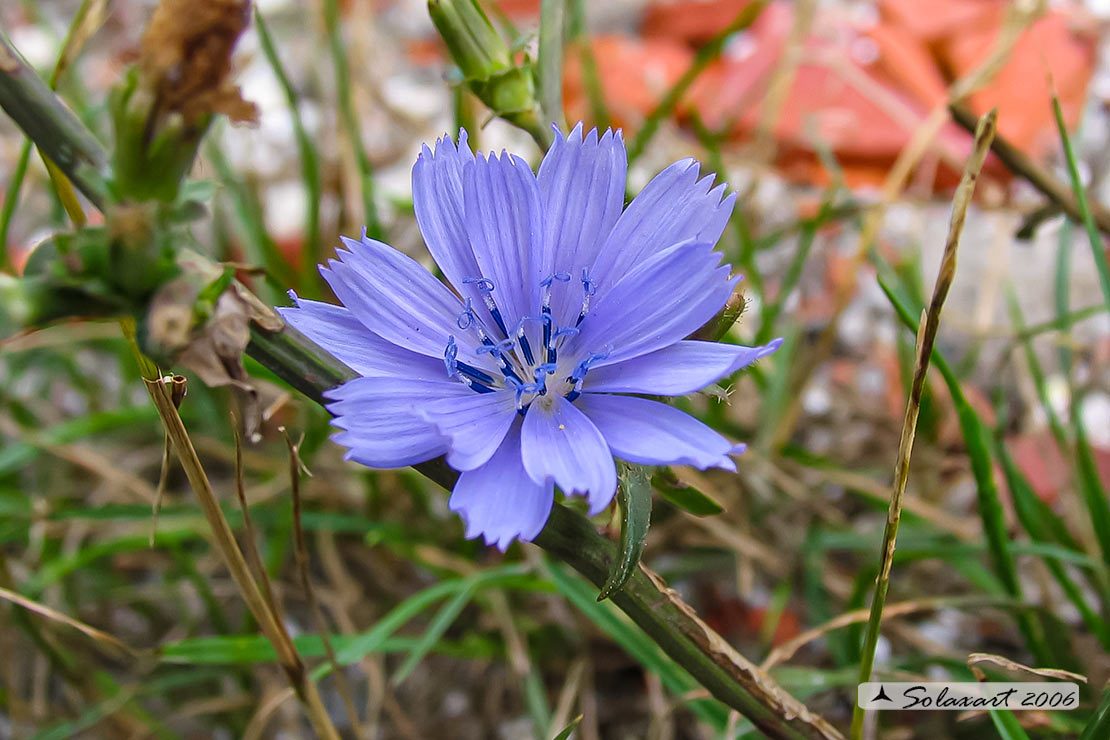 Cichorium intybus