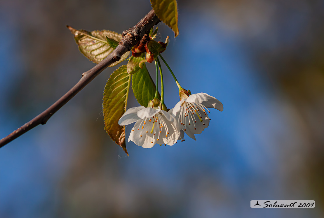 Prunus avium - Ciliegio selvatico