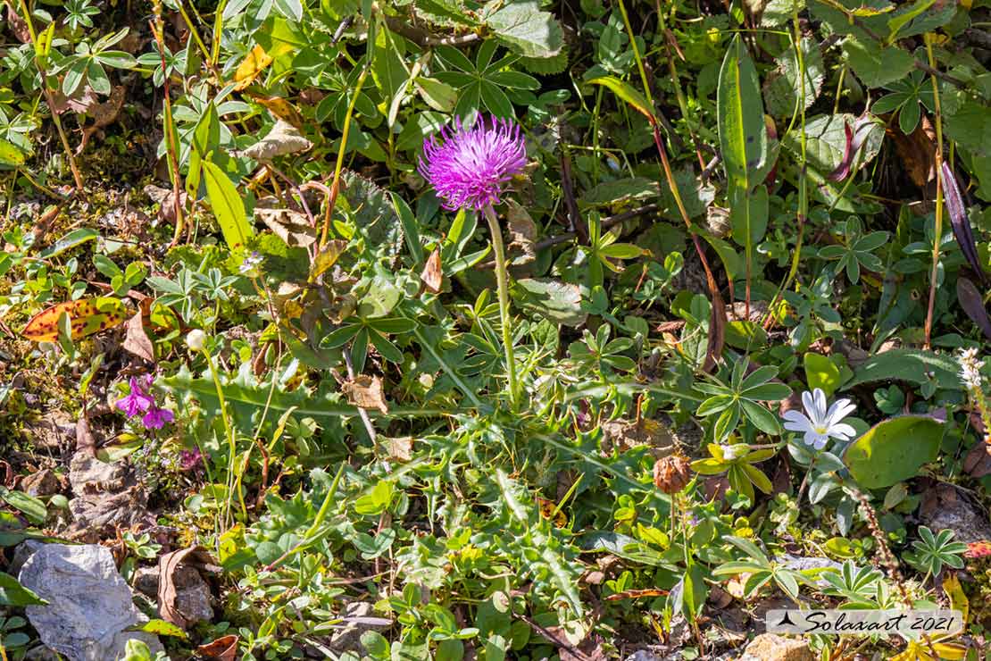 Cirsium acaulon - Cardo nano