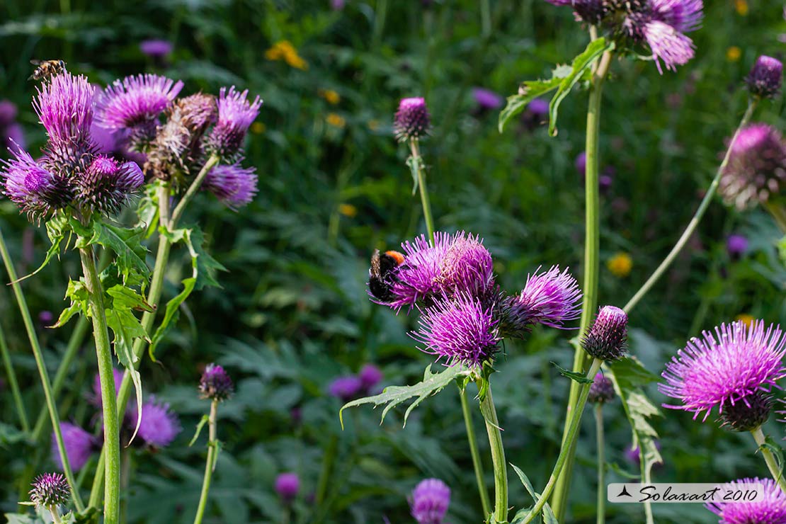 Cirsium alsophilum - Cirsio_montano