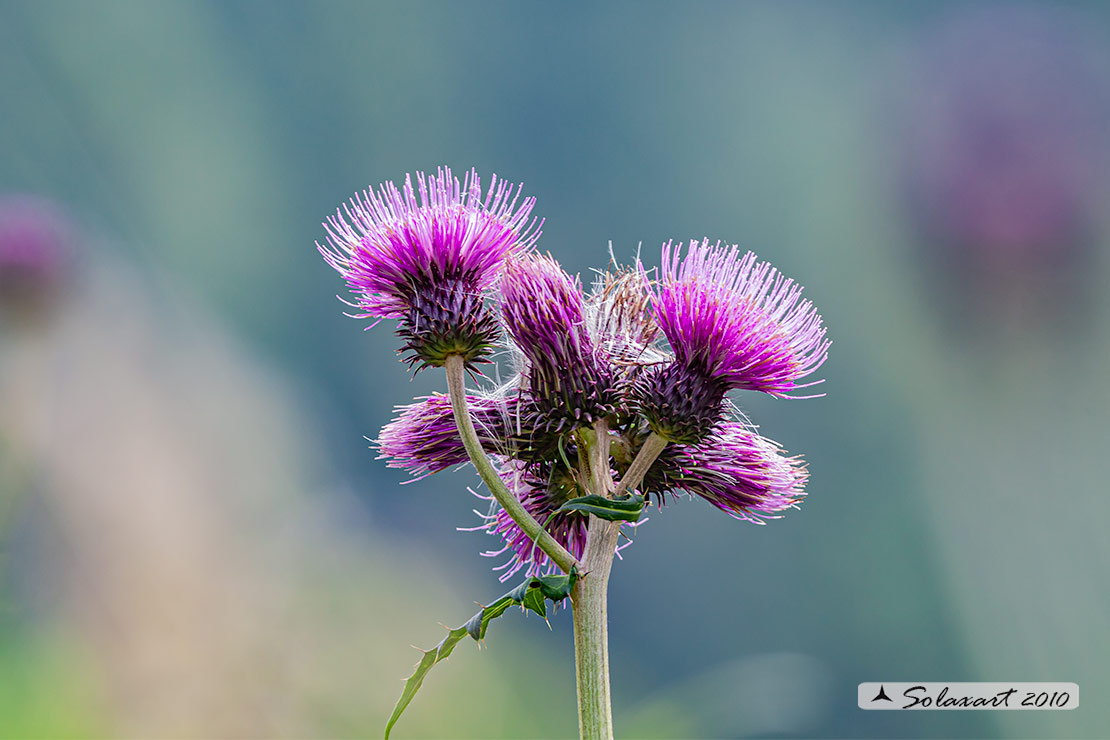 Cirsium alsophilum - Cirsio_montano