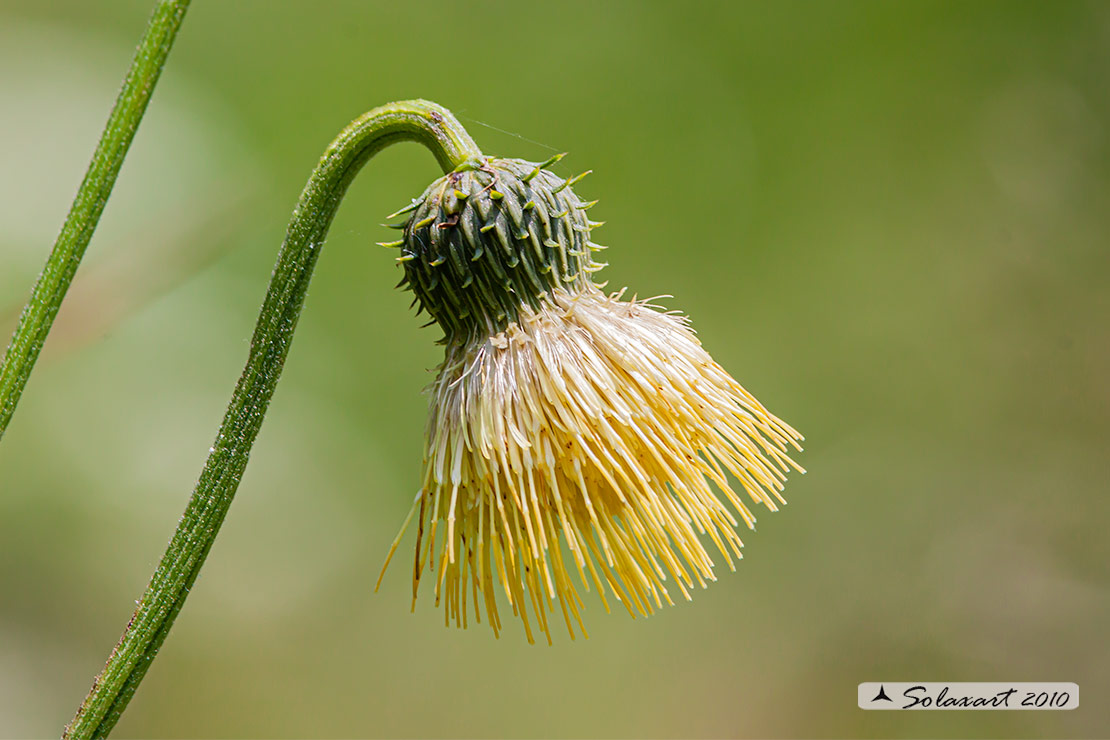 Cirsium erisithales