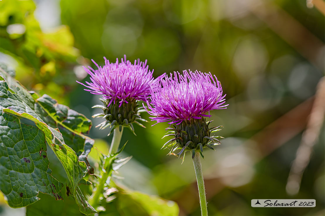 Cirsium heterophyllum