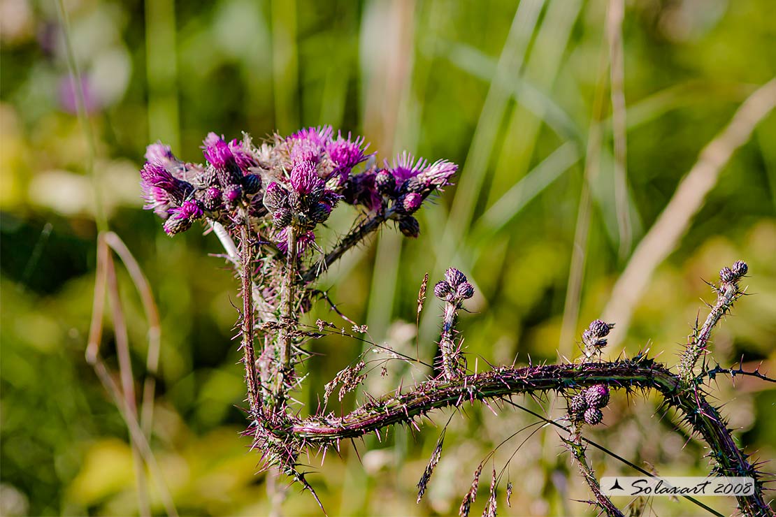 Cirsium palustre - Crisio di palude