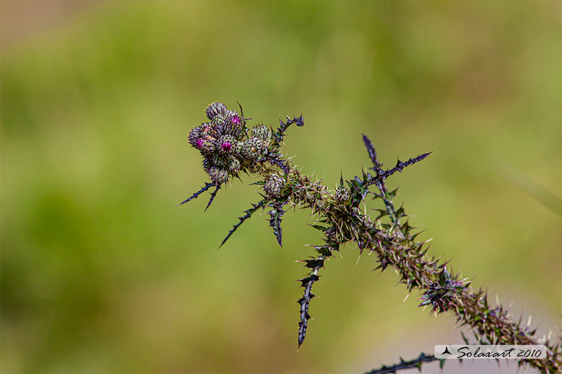 Cirsium palustre - Crisio di palude