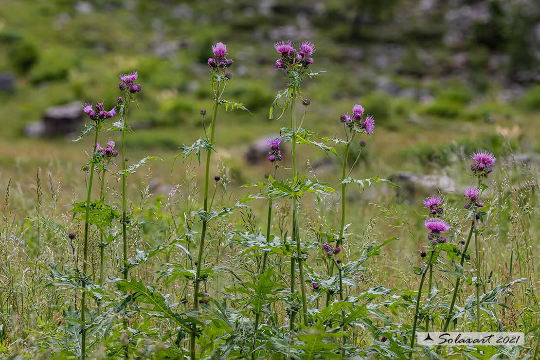 Cirsium palustre - Crisio di palude