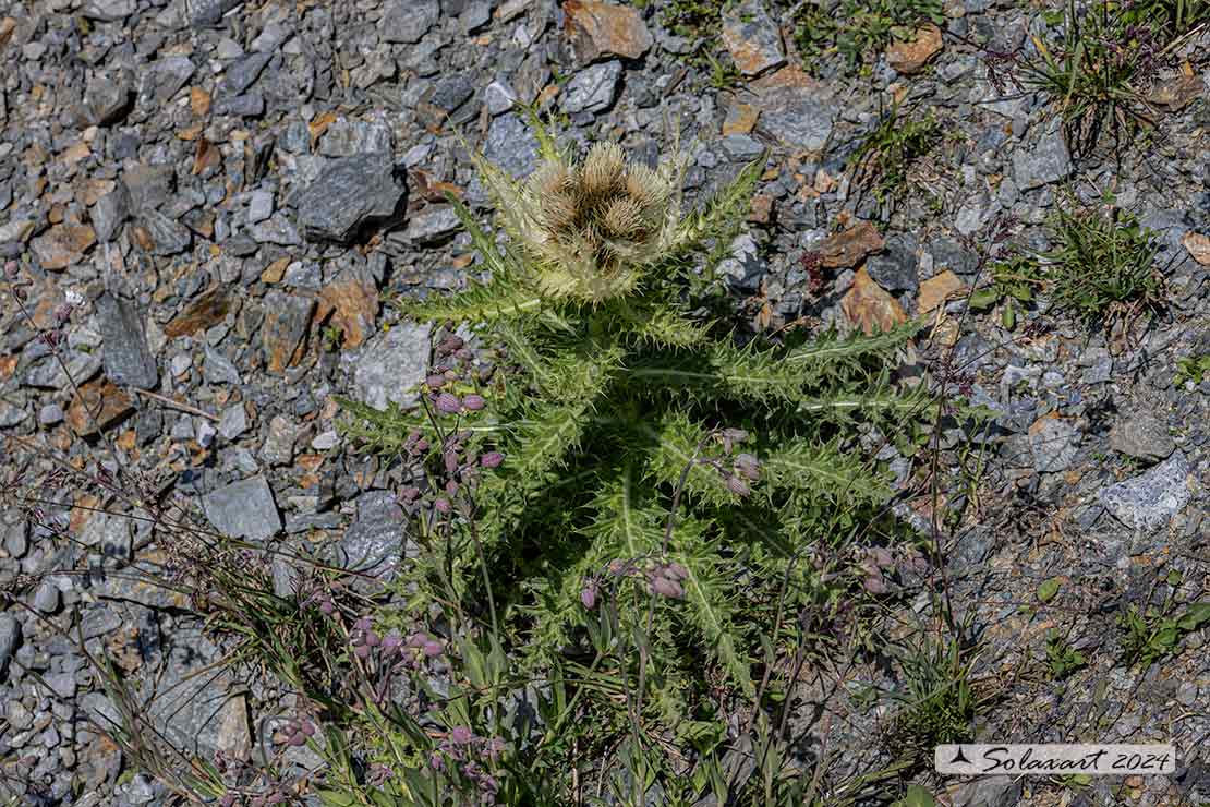 Cirsium spinosissimum