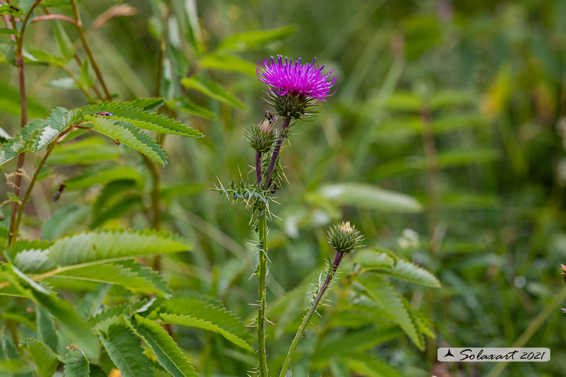 Cirsium vulgare