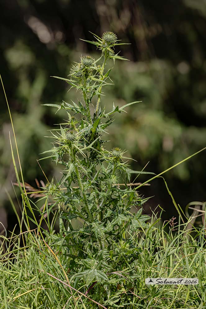 Cirsium vulgare