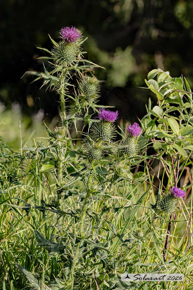 Cirsium vulgare