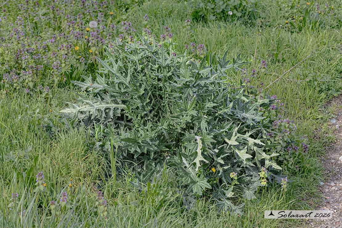 Cirsium vulgare