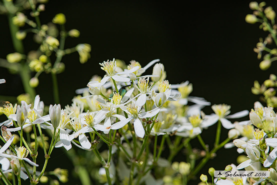 Aquilegia atrata