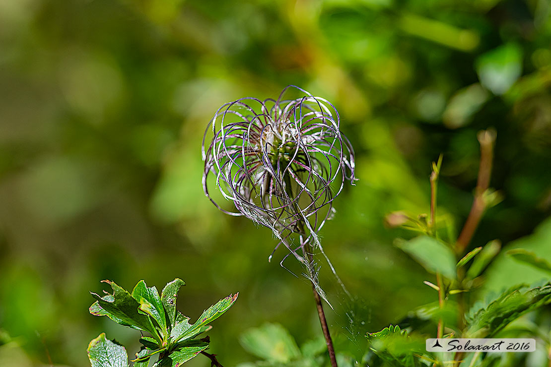 Clematis tangutica