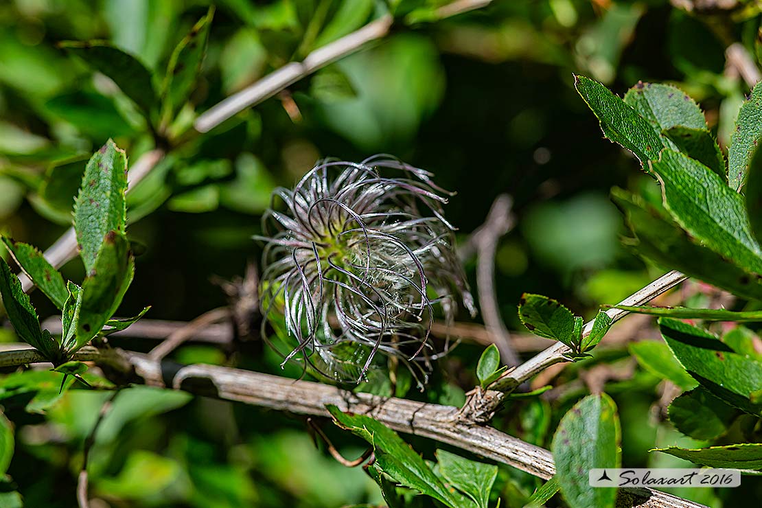 Clematis tangutica