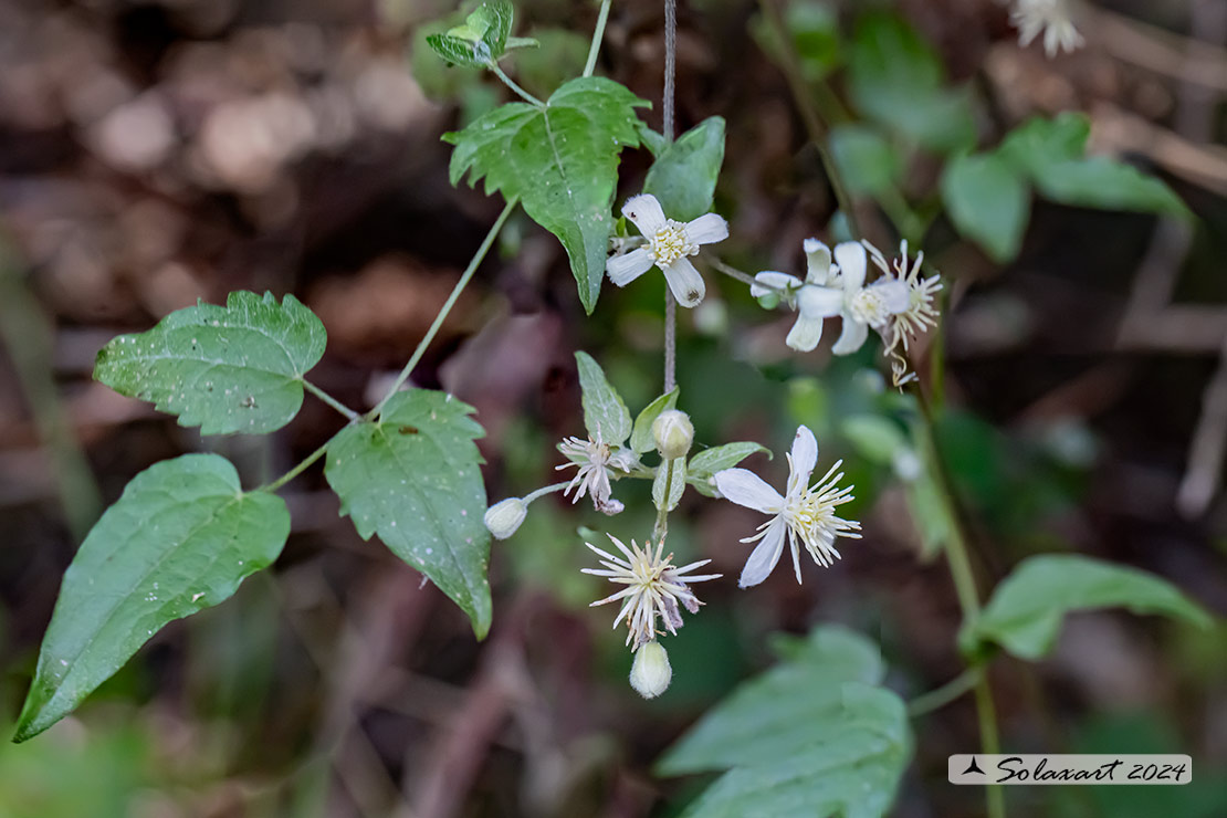 Clematis terniflora
