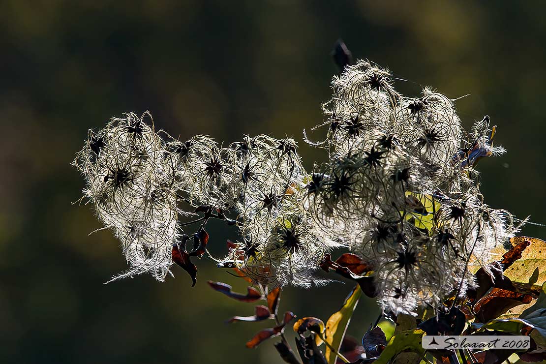 Clematis vitalba