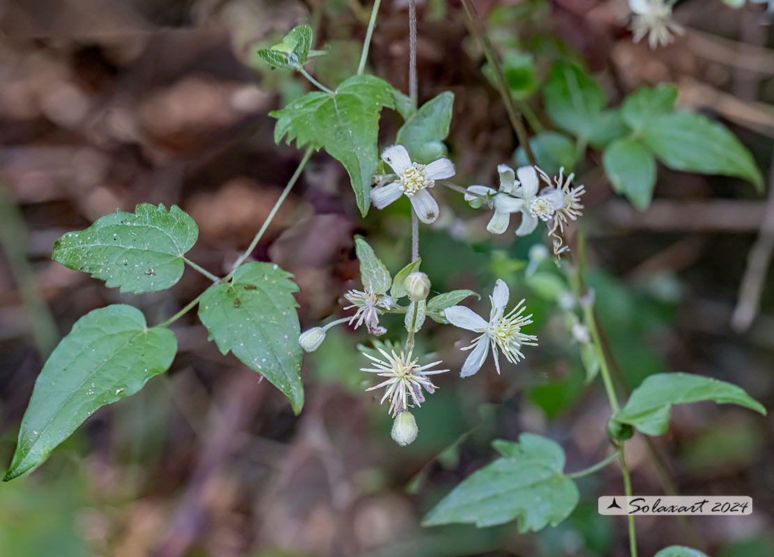 Clematis vitalba