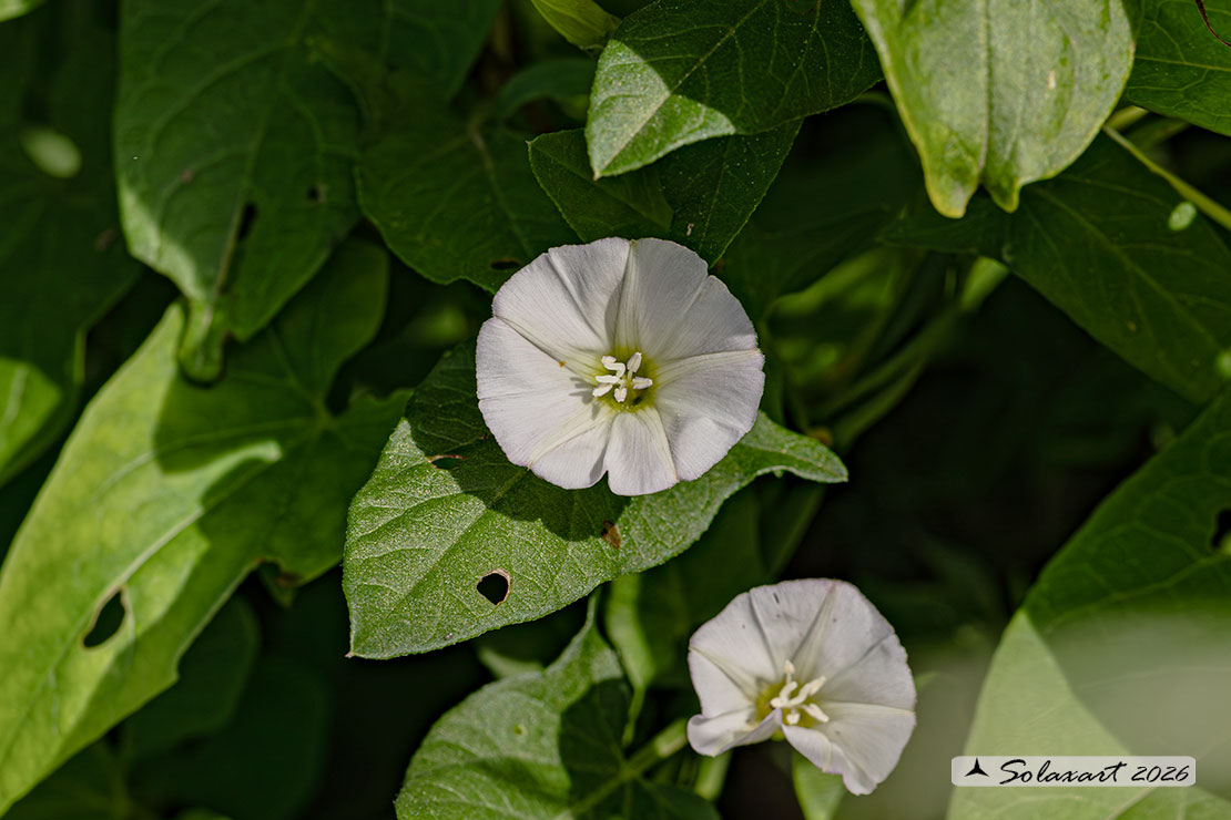 Convolvulus arvensis