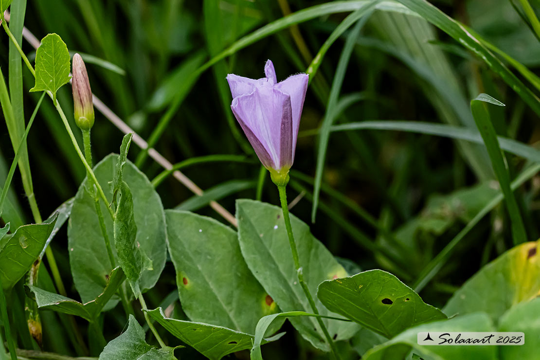 Convolvulus arvensis