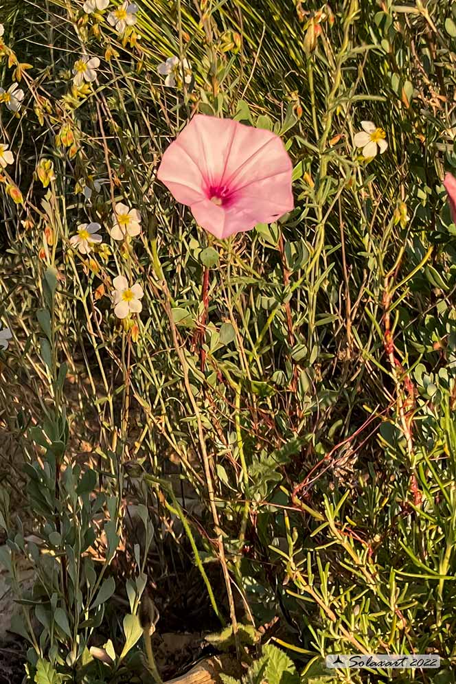 Convolvulus cantabrica