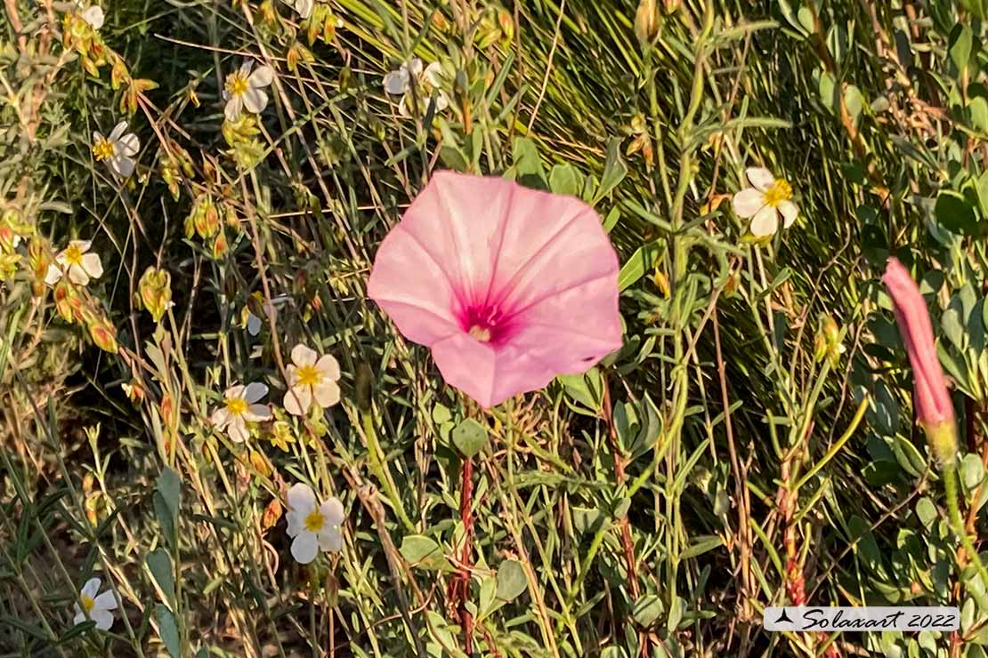 Convolvulus cantabrica