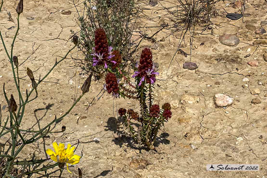 Coris monspeliensis