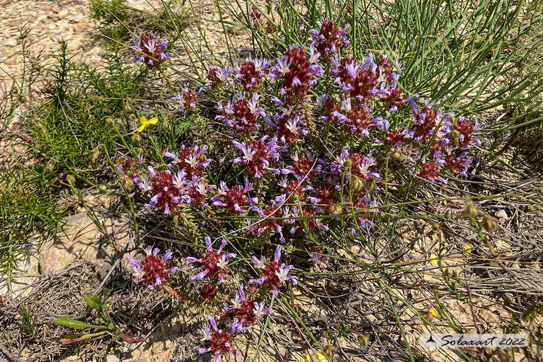 Coris monspeliensis
