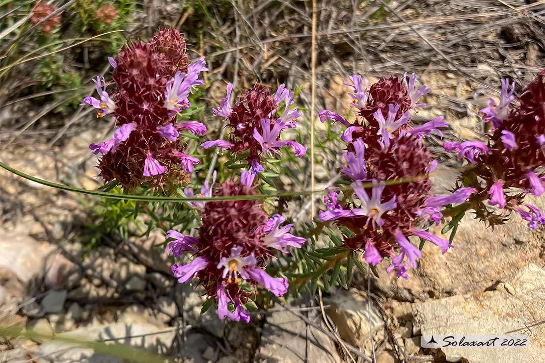 Coris monspeliensis