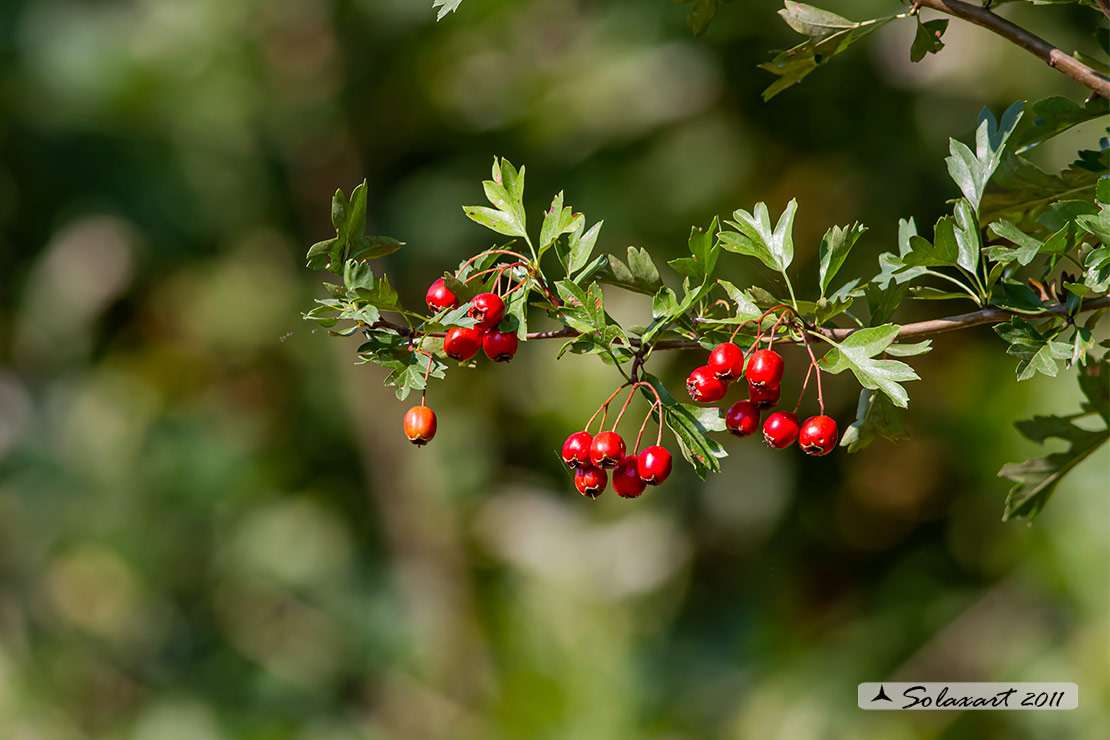 Crataegus monogyna - Biancospino