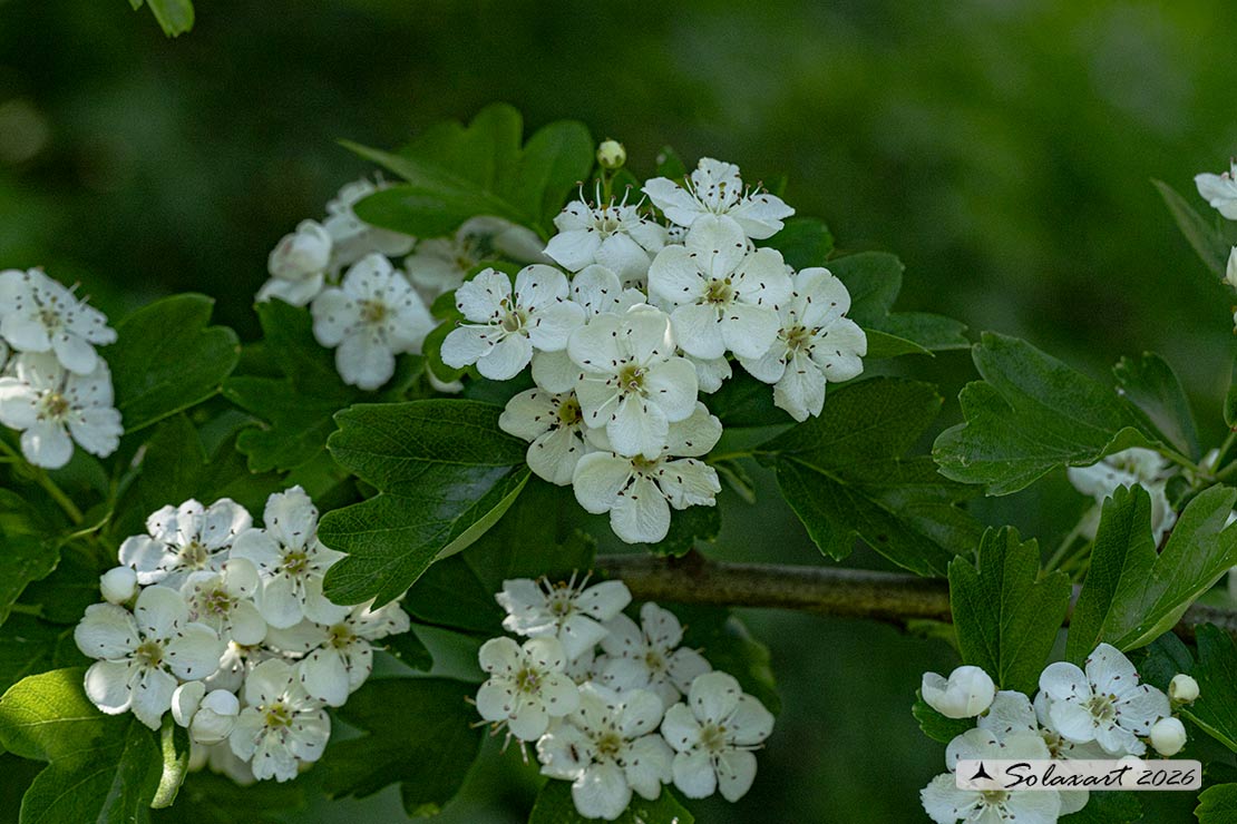 Crataegus monogyna - Biancospino