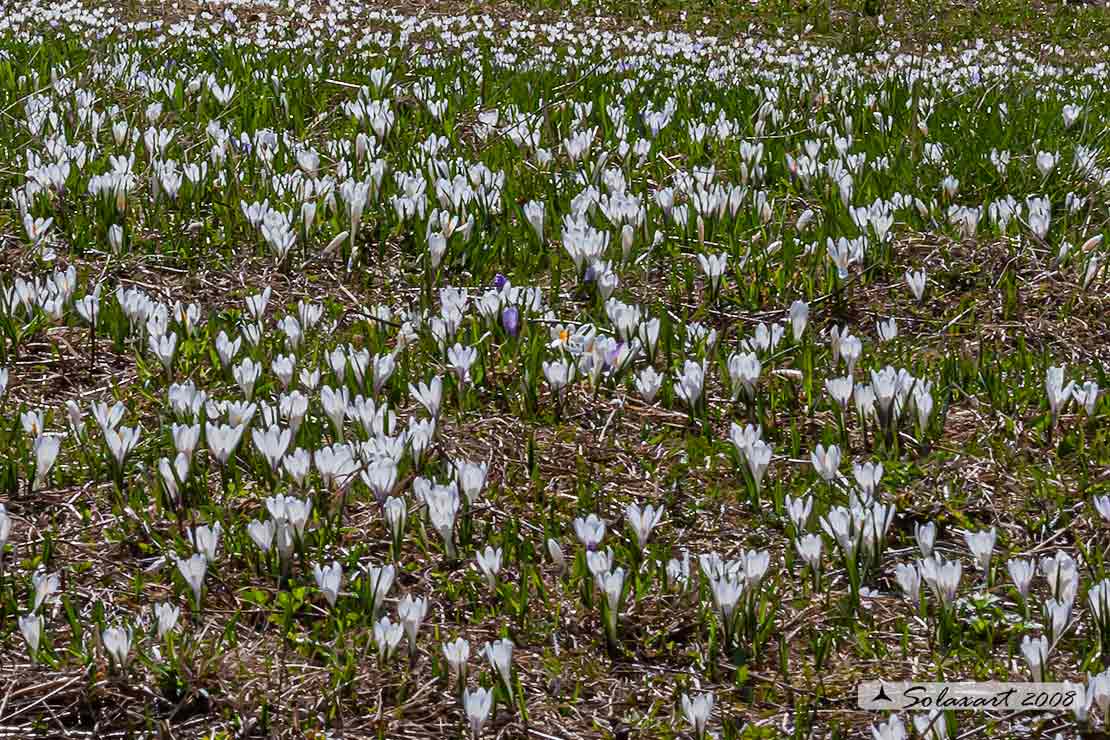 Crocus vernus