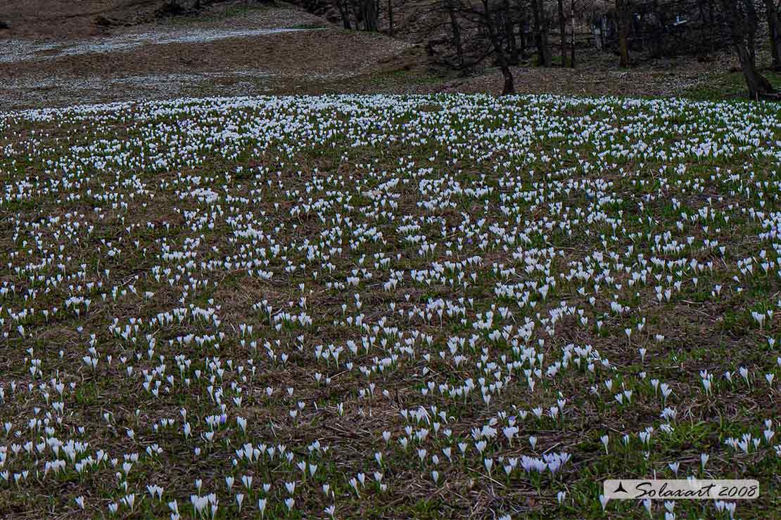 Crocus vernus