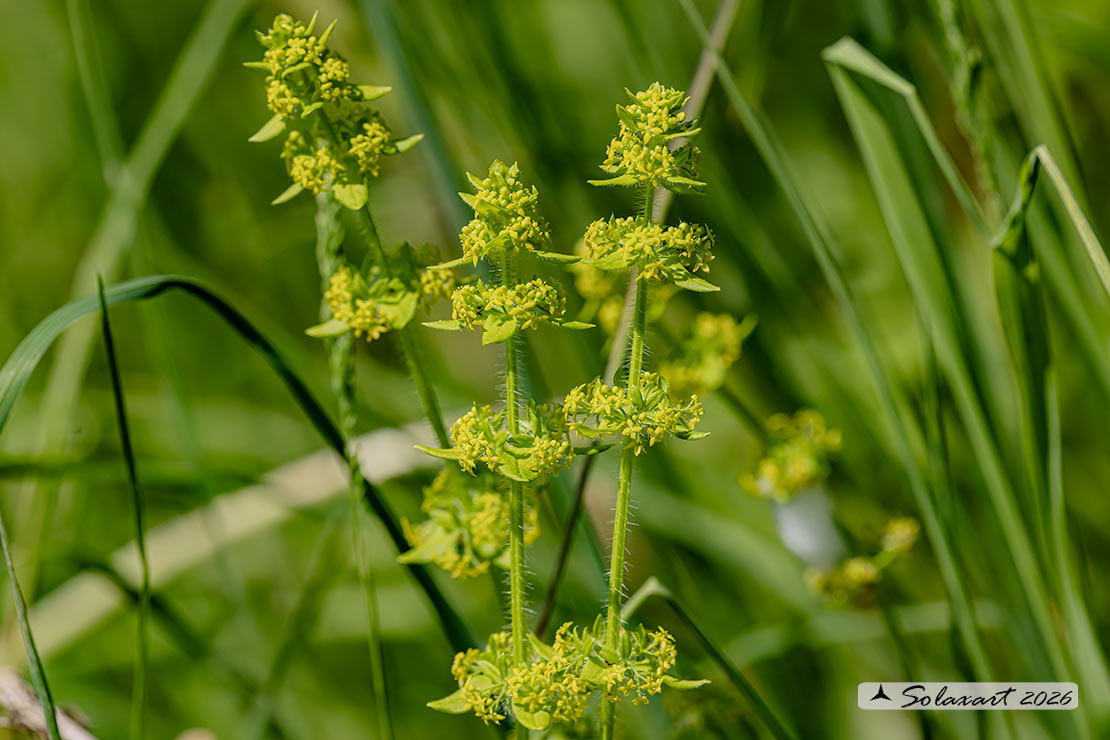 Cruciata laevipes